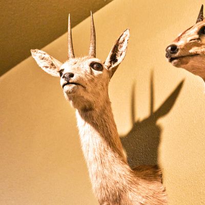 Lasting Legacy Wildlife Museum