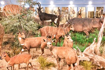 Lasting Legacy Wildlife Museum