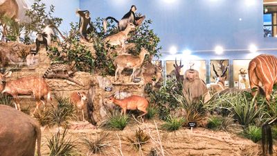 Lasting Legacy Wildlife Museum