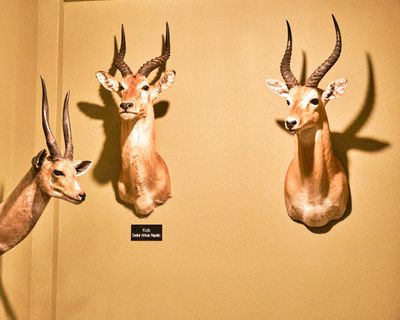 Lasting Legacy Wildlife Museum