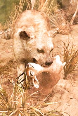 Lasting Legacy Wildlife Museum
