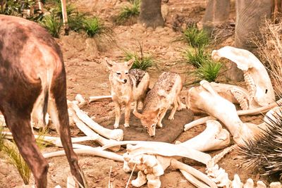 Lasting Legacy Wildlife Museum