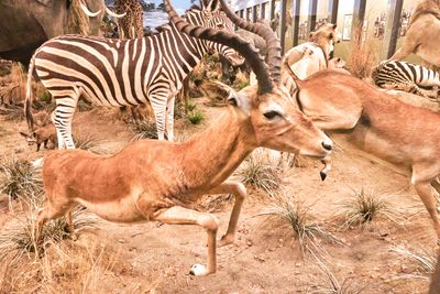Lasting Legacy Wildlife Museum