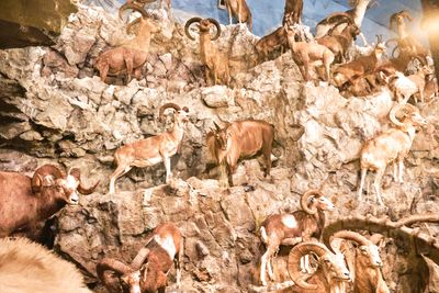 Lasting Legacy Wildlife Museum
