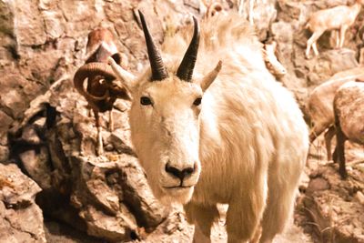 Lasting Legacy Wildlife Museum