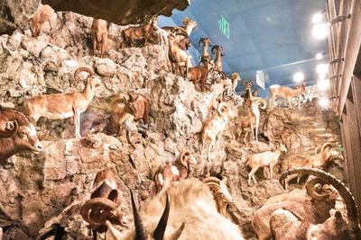 Lasting Legacy Wildlife Museum
