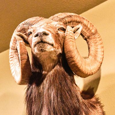 Lasting Legacy Wildlife Museum