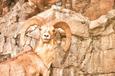 Lasting Legacy Wildlife Museum