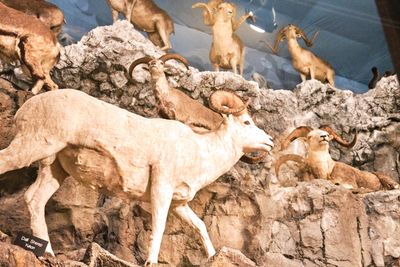Lasting Legacy Wildlife Museum