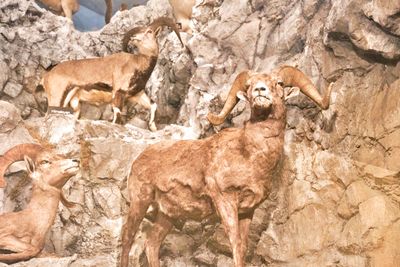 Lasting Legacy Wildlife Museum