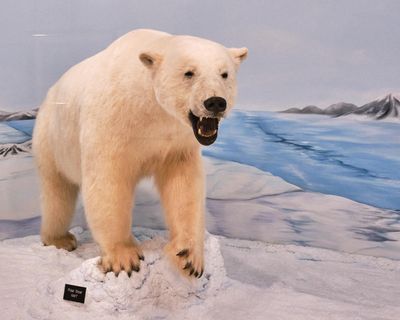 Lasting Legacy Wildlife Museum