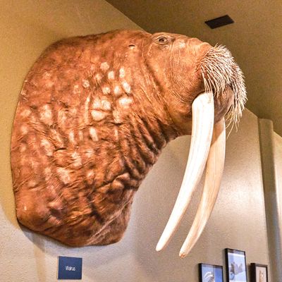Lasting Legacy Wildlife Museum