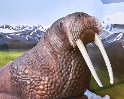 Lasting Legacy Wildlife Museum