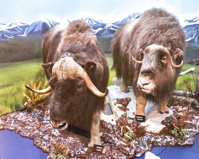 Lasting Legacy Wildlife Museum