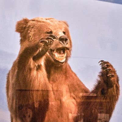 Lasting Legacy Wildlife Museum