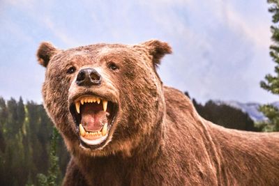 Lasting Legacy Wildlife Museum