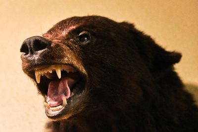 Lasting Legacy Wildlife Museum