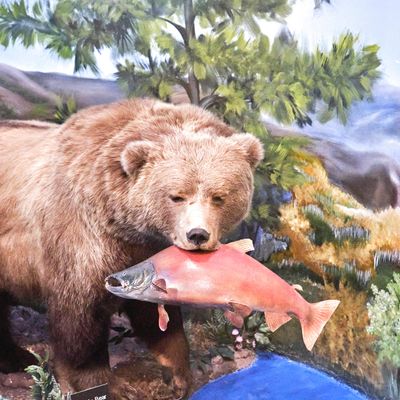 Lasting Legacy Wildlife Museum