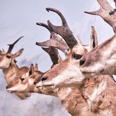 Lasting Legacy Wildlife Museum