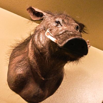 Lasting Legacy Wildlife Museum