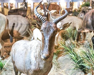 Lasting Legacy Wildlife Museum