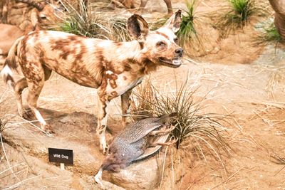 Lasting Legacy Wildlife Museum