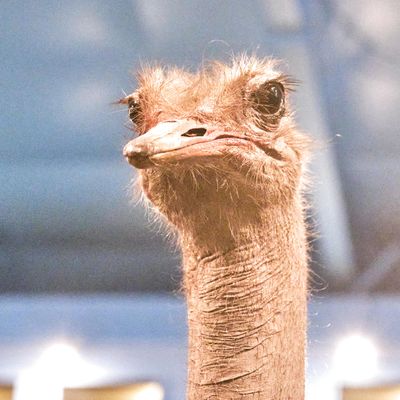 Lasting Legacy Wildlife Museum