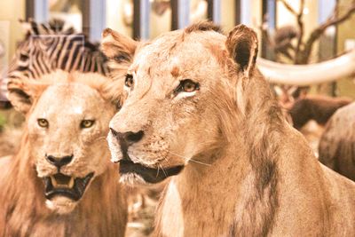 Lasting Legacy Wildlife Museum