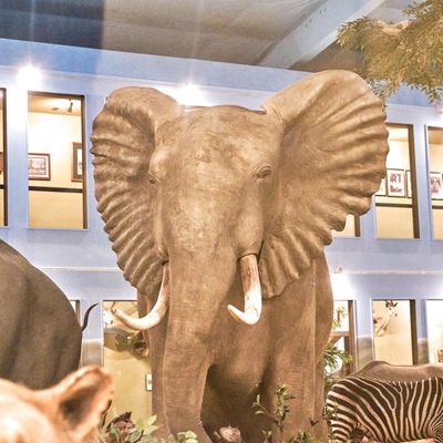 Lasting Legacy Wildlife Museum