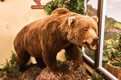 Lasting Legacy Wildlife Museum