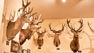 Lasting Legacy Wildlife Museum