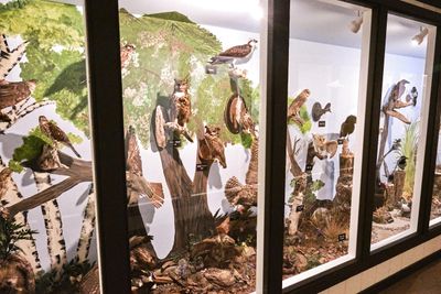 Lasting Legacy Wildlife Museum