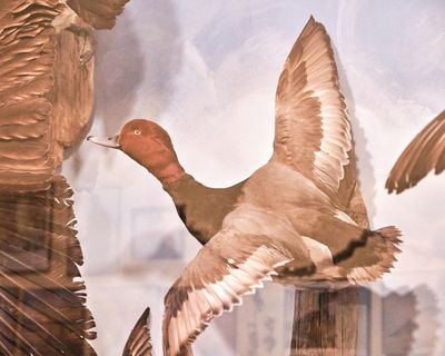Lasting Legacy Wildlife Museum