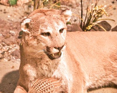 Lasting Legacy Wildlife Museum