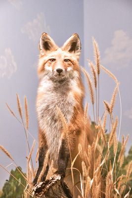 Lasting Legacy Wildlife Museum