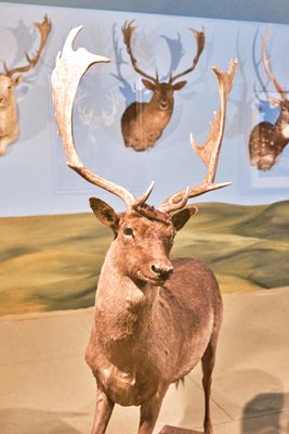 Lasting Legacy Wildlife Museum