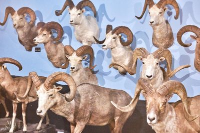 Lasting Legacy Wildlife Museum