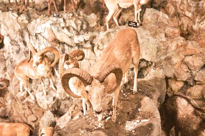Lasting Legacy Wildlife Museum