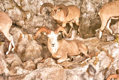 Lasting Legacy Wildlife Museum