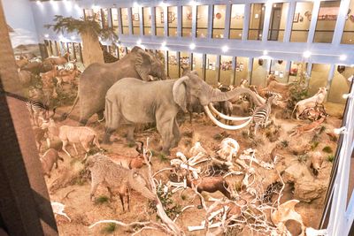 Lasting Legacy Wildlife Museum