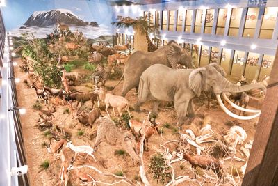 Lasting Legacy Wildlife Museum