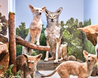 Lasting Legacy Wildlife Museum