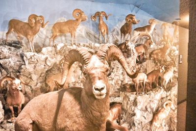 Lasting Legacy Wildlife Museum