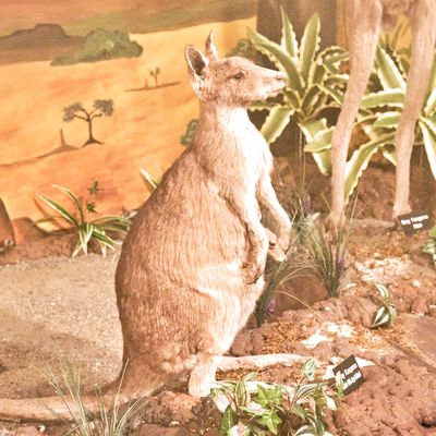 Lasting Legacy Wildlife Museum