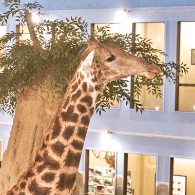 Lasting Legacy Wildlife Museum