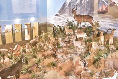 Lasting Legacy Wildlife Museum