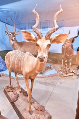 Lasting Legacy Wildlife Museum