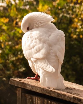 Pioneer Park Aviary