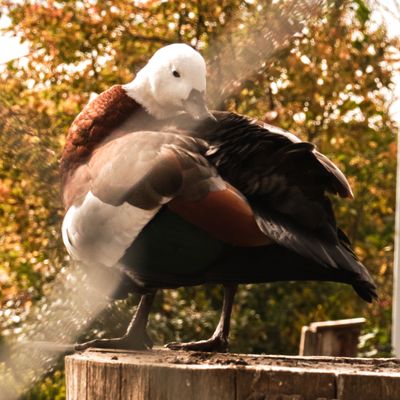 Pioneer Park Aviary