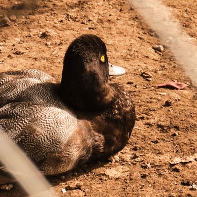 Pioneer Park Aviary